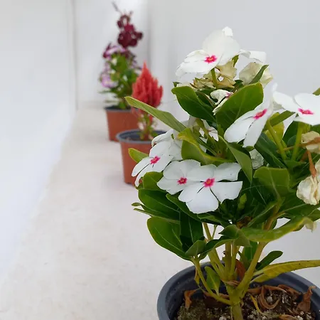 Granny's ,mini For 4 Villa *