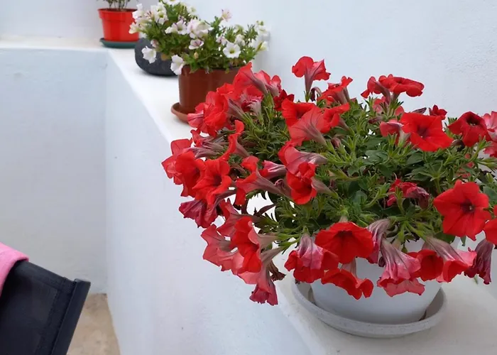 Granny's ,mini For 4 梅萨雷亚